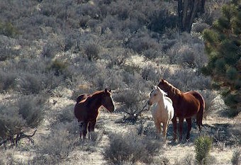 wild-horses.jpg