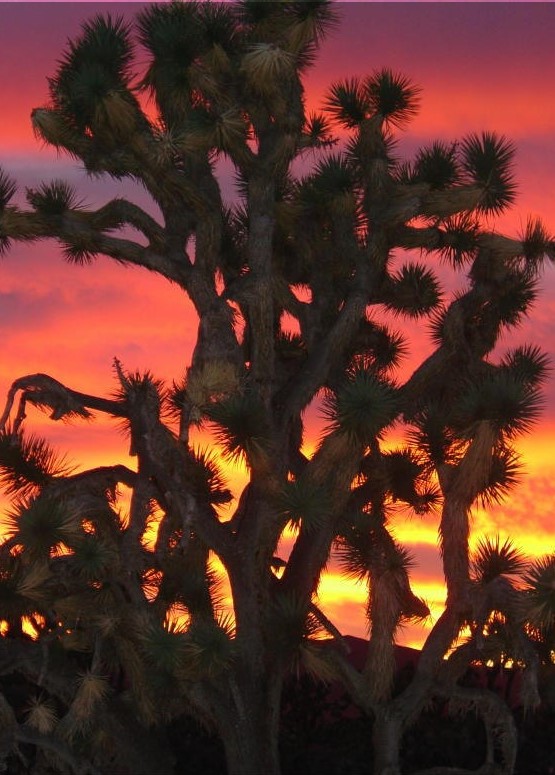 Sunset-behind-joshua-tree.jpg