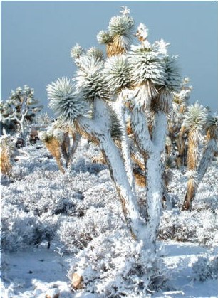 snow-on-joshua-tree.jpg